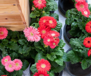 Gerbera