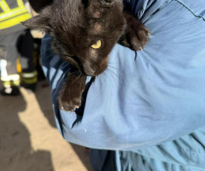 Mruczek wpadł do starej studni. Rozpaczliwym miauczeniem wołał pomocy