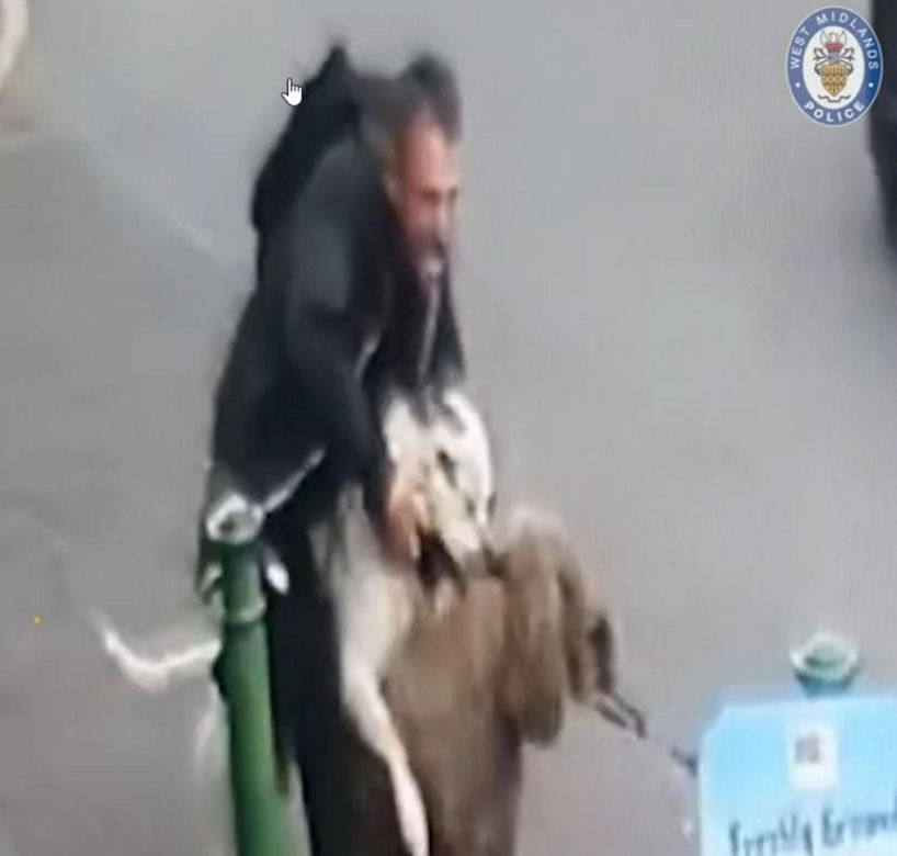  Wyszła z psem na spacer, rzucił się na nią wściekły pitbull. Szokujące nagranie!