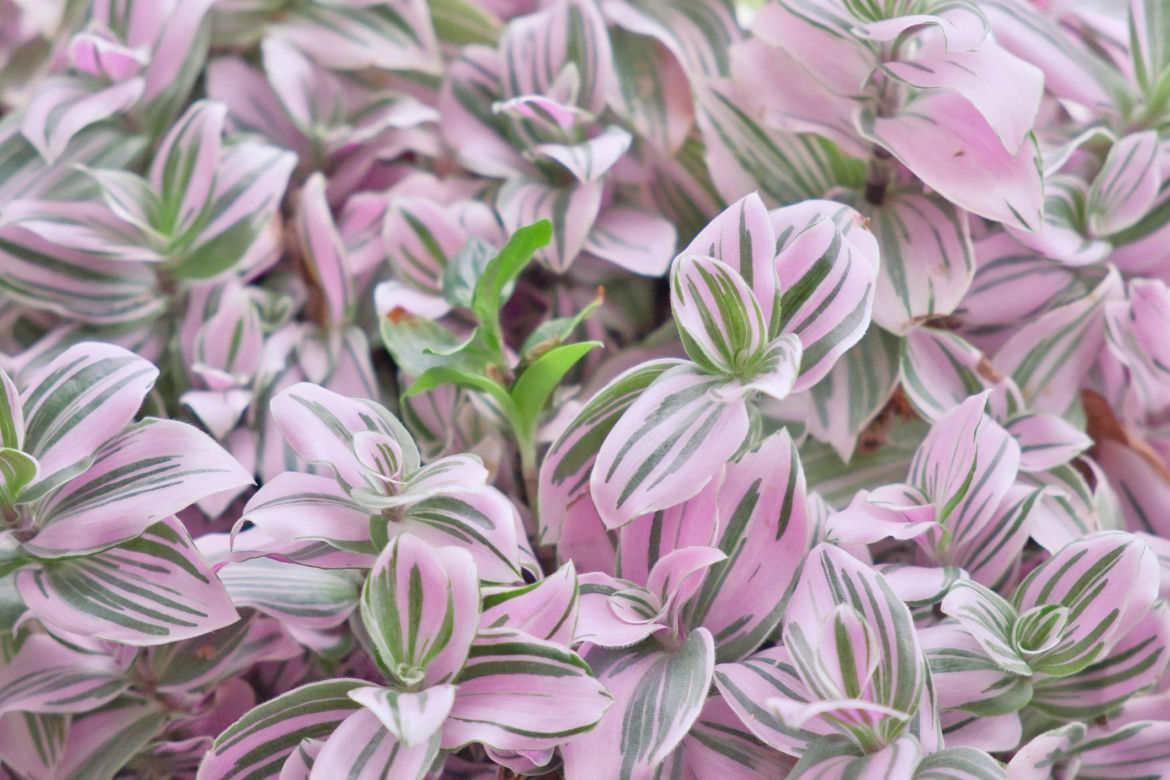 Trzykrotka 'Nanouk'