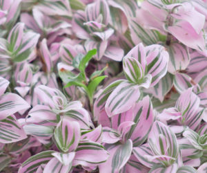 Trzykrotka 'Nanouk'