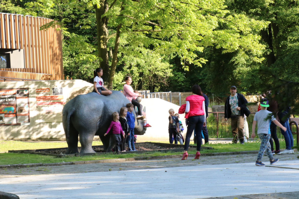Pingwiny hitem Zoo w Chorzowie! Do ogrodu ustawiają się kolejki, ale ludzie nie przestrzegają rygorów sanitarnych