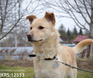 Piękne psy do adopcji ze schroniska Kundelek w Rzeszowie [ZDJĘCIA]