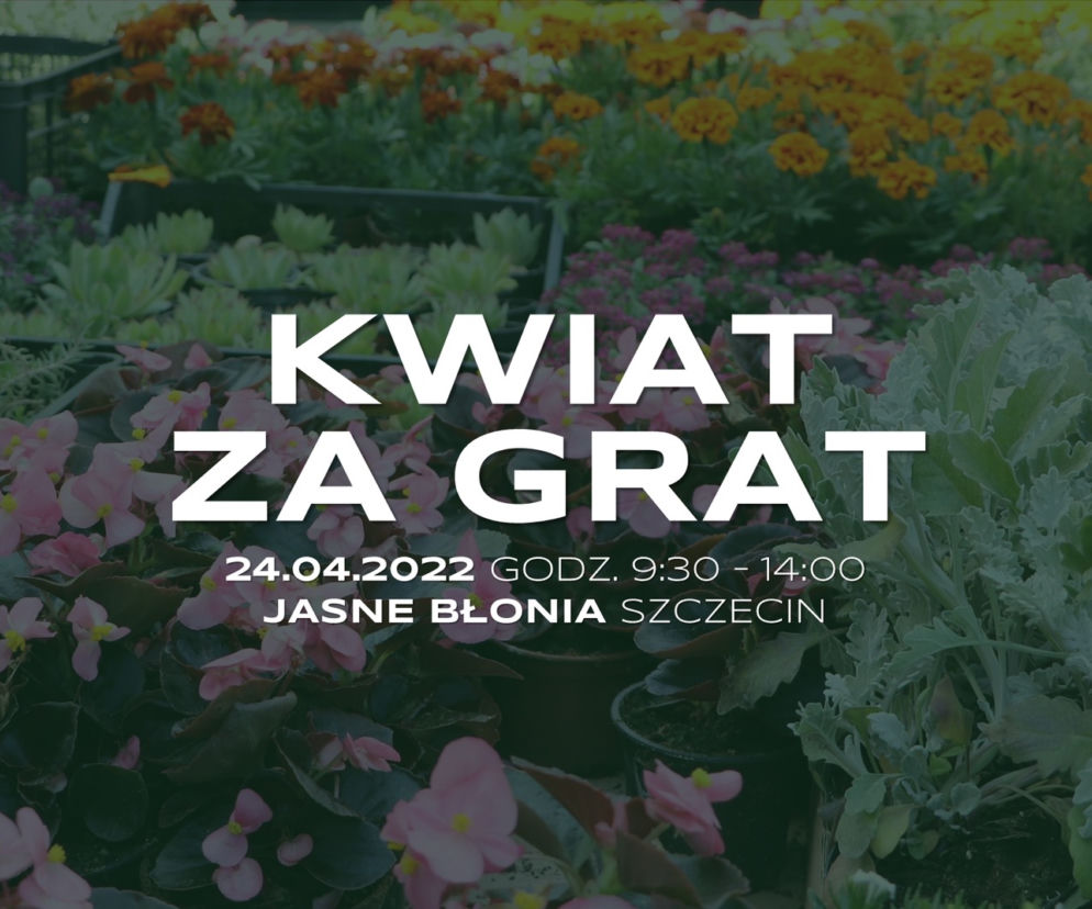 Kwiat za Grat