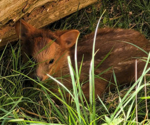 Te maluchy przyszły na świat w warszawskim ZOO w 2025 roku