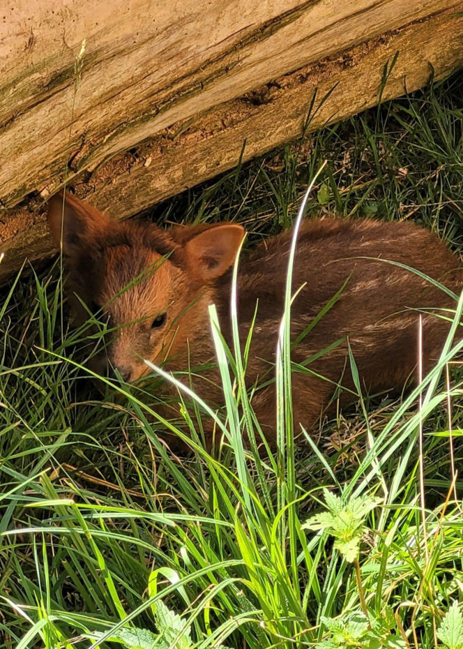 Pudu południowy Rosa
