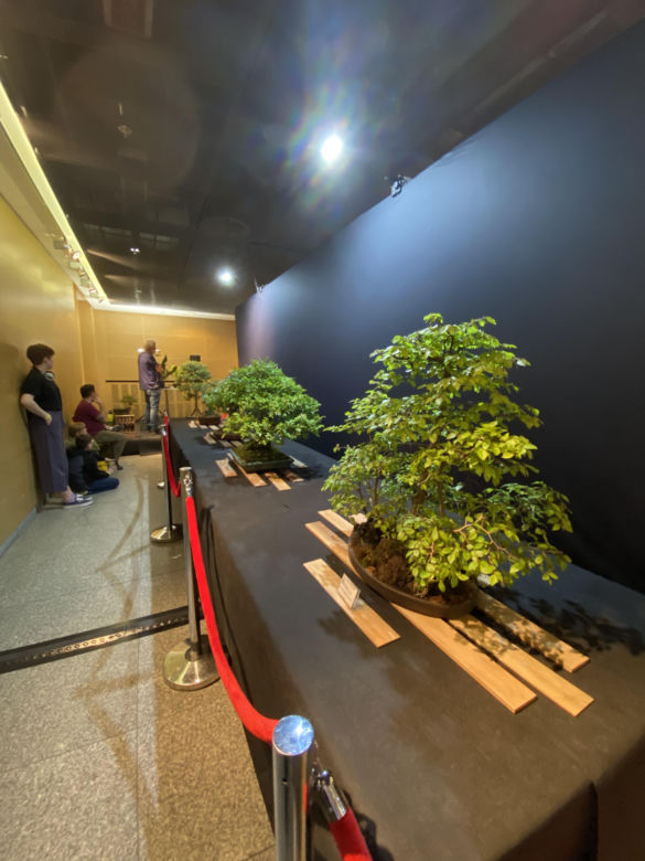"Potworne Cuda", Światowa Wystawa Orchidei, Bonsai i Sukulentów oraz targi roślin na PGE Narodowym
