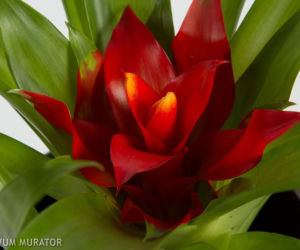 Guzmania