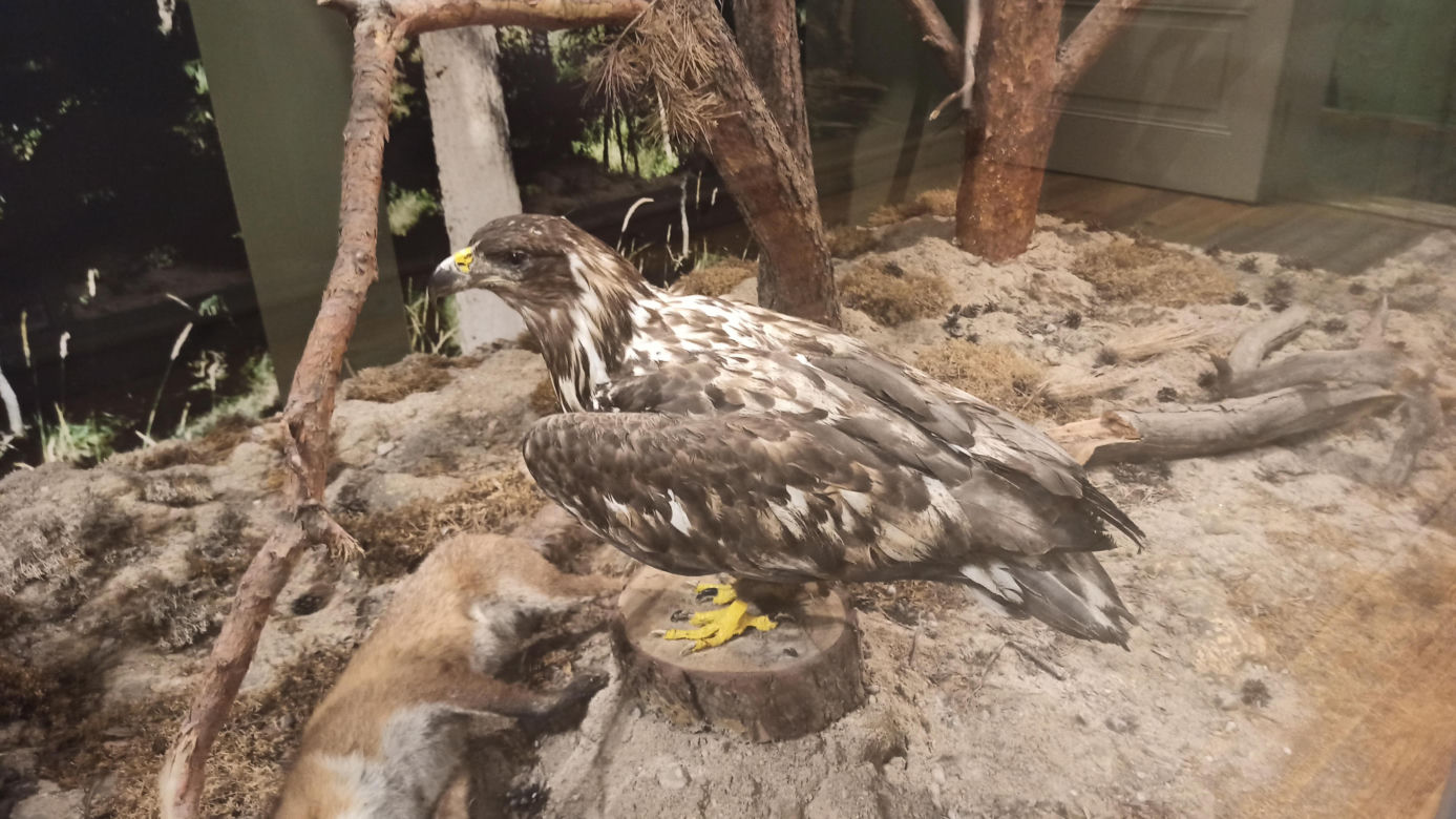 Muzeum Przyrody w Olsztynie. Poznajcie faunę oraz florę Warmii i Mazur