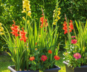 Te kwiaty co roku sadzimy wiosną, bo w gruncie nie zimują