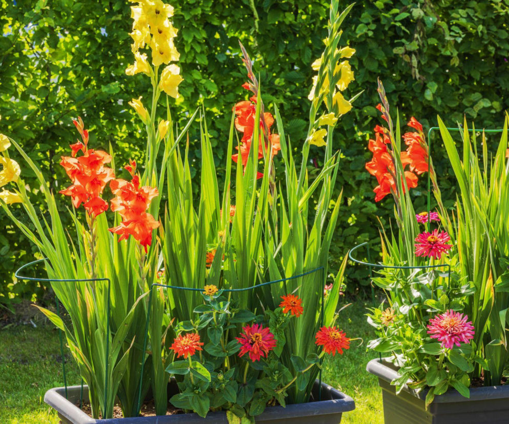 Te kwiaty co roku sadzimy wiosną, bo w gruncie nie zimują