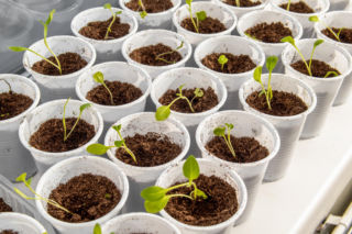 Dokładnie w tym terminie wysiej petunie. Wyjdzie taniej, a w sezonie kwiatów będzie więcej niż dolarów u Sknerusa McKwacza. Sadzenie i nawożenie petunii