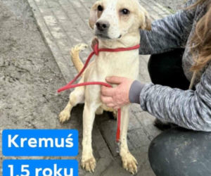 Ukrywali 40 psów na jednej posesji. OTOZ Animals szuka domów tymczasowych dla czworonogów 
