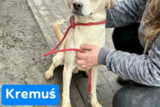 Ukrywali 40 psów na jednej posesji. OTOZ Animals szuka domów tymczasowych dla czworonogów 