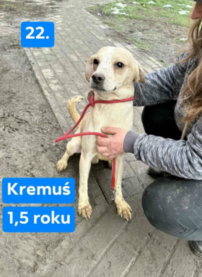 OTOZ Animals poszukuje domów dla psów