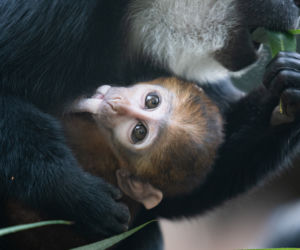 We wrocławskim zoo urodził się koczkodan górski
