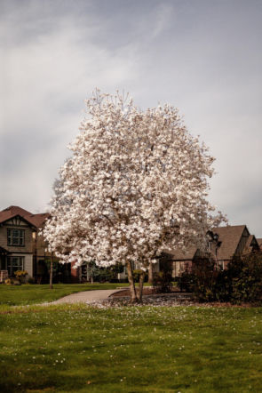 Magnolia Kobus