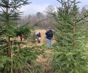 Choinkobranie w Lasach Państwowych. Tu pachnące choinki kupisz za grosze