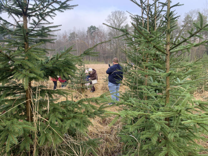 Choinkobranie w Lasach Państwowych. Tu pachnące choinki kupisz za grosze