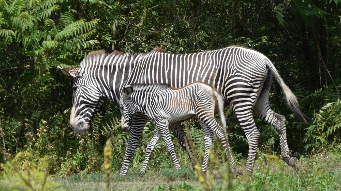 Młoda zebra już bawi się na wybiegu