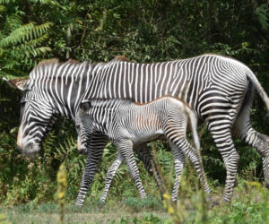 Młoda zebra już bawi się na wybiegu