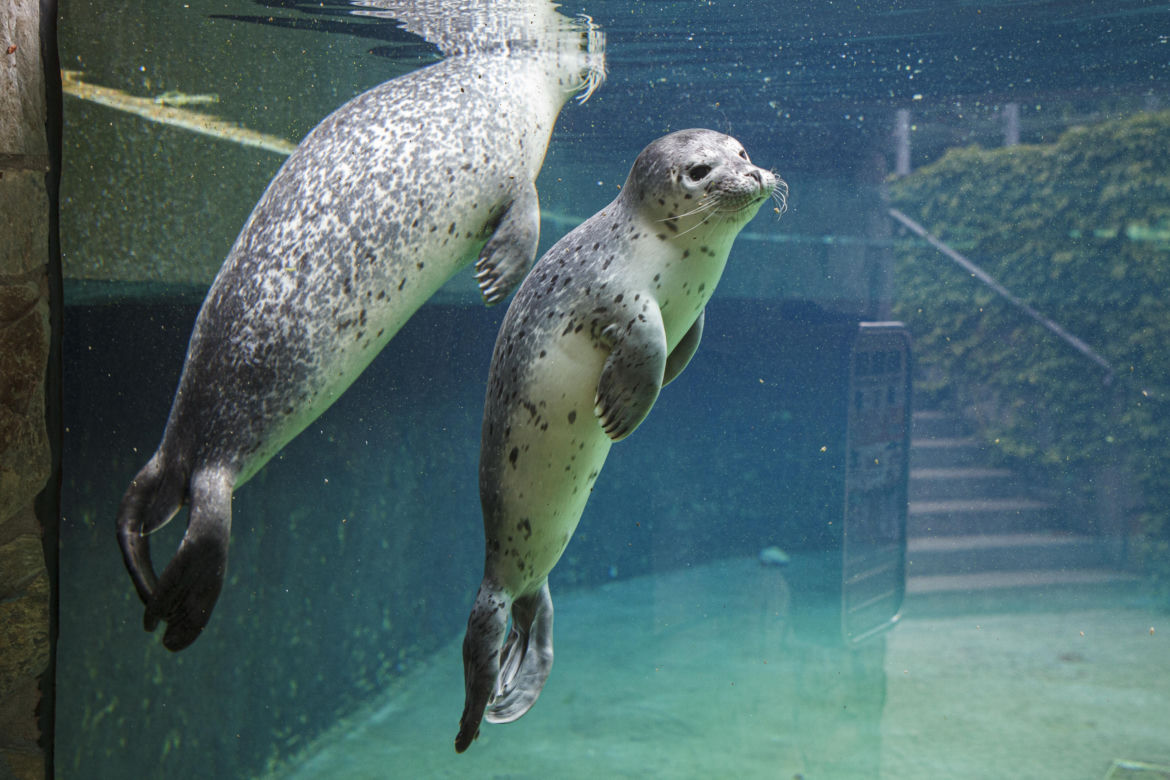 We wrocławskim zoo urodziły się dwie foki pospolite