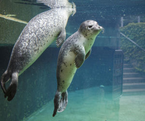 We wrocławskim zoo urodziły się dwie foki pospolite