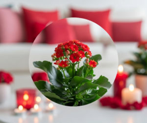 Rośliny na Walentynki zamiast klasycznych róż