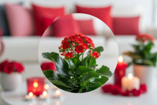 Zamiast róż na Walentynki wybierz tę roślinę za 15 złotych. Jest piękna i łatwa w uprawie