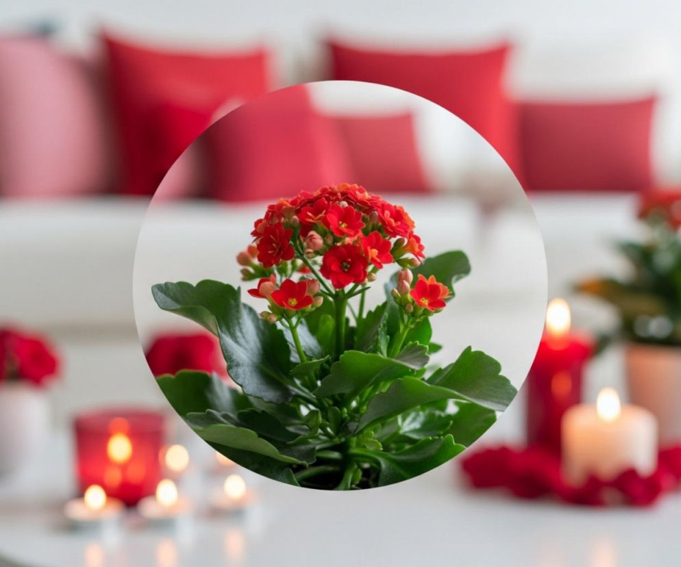 Rośliny na Walentynki zamiast klasycznych róż
