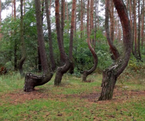 Krzywy Las pod Gryfinem