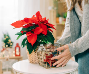 Prosty trik na gwiazdę betlejemską. Ustaw ją w ten sposób, a będzie piękna do świąt