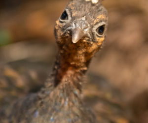 We wrocławskim zoo zamieszkały pawie kongijskie