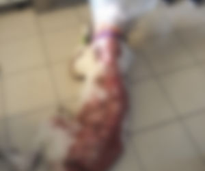 Pawełek potrzebuje WASZEJ pomocy! Możliwe, że ktoś oblał tego psa kwasem! [ZDJĘCIA]