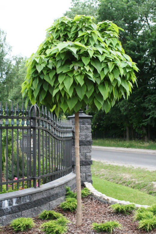 Katalpa do małego ogrodu