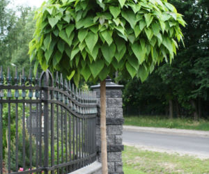 Katalpa