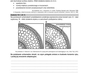 Matura 2021: Biologia. Arkusze CKE z biologii znajdziesz tutaj [Matura 12.05.2021]