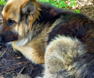 Nawet nie chce patrzeć w kierunku ludzi! Staś został znaleziony na bagnach, gdy walczył o życie [ZDJĘCIA]