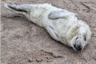 Irek utknął na plaży w Ustce. Przestraszony malec miał dopiero tydzień