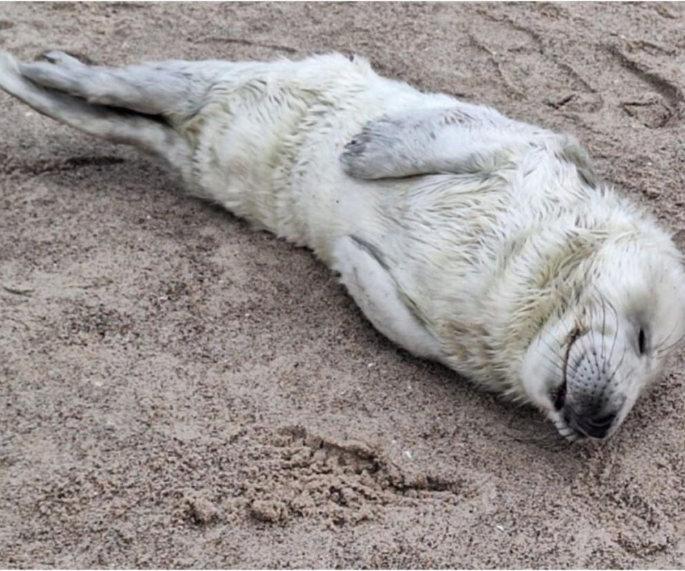 Tygodniowy malec utknął na plaży w Ustce. Irek dostał imię po słynnej aktorce