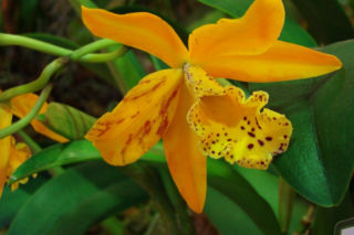 Katleja - Cattleya