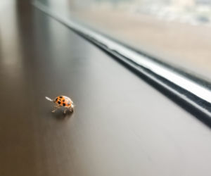 Atak azjatyckich biedronek
