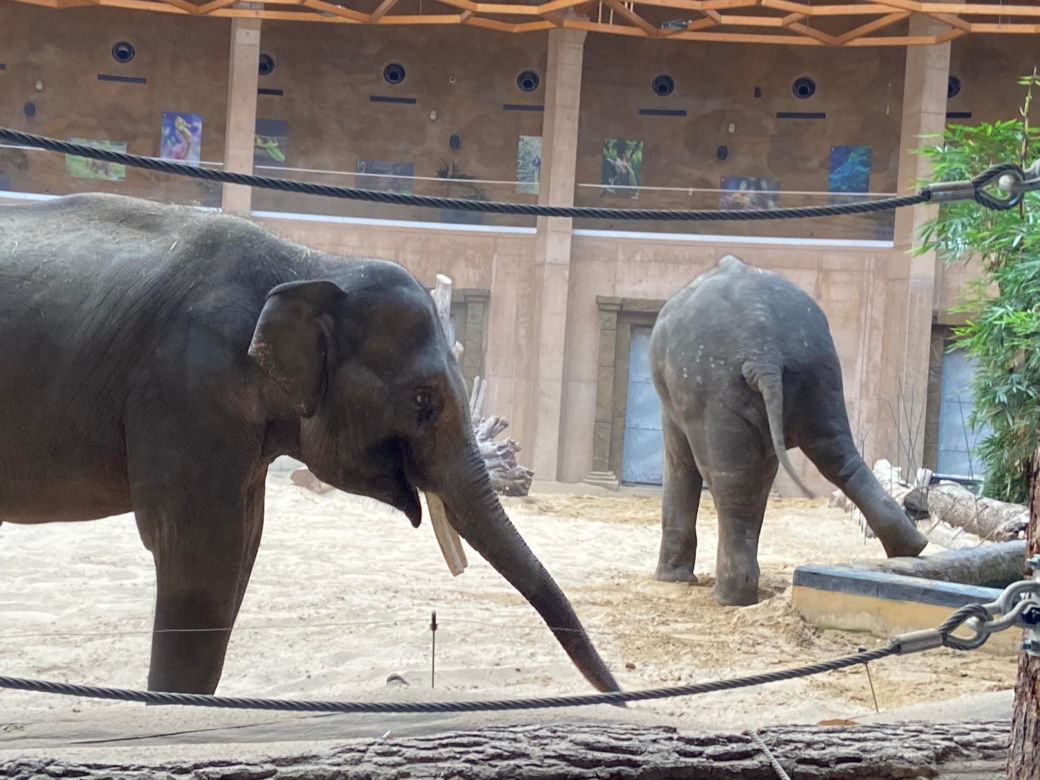 SPA dla słoni. Jak wygląda pielęgnacja mieszkańców łódzkiego ZOO?
