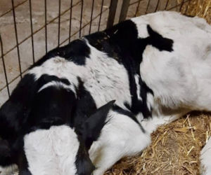Szokujący incydent na drodze. Z dostawczaka wypadło cielę! Kierowca nawet nie zauważył