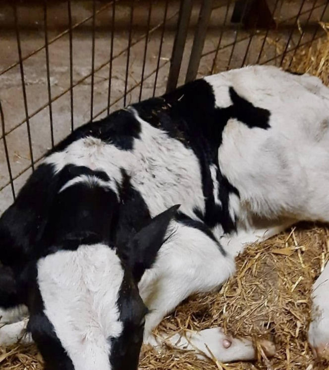 Szokujący incydent na drodze. Z dostawczaka wypadło cielę! Kierowca nawet nie zauważył