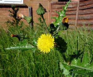 Jak pozbyć się mleczy z trawnika? Ten domowy oprysk sprawi, że znikną z twojego ogrodu