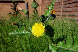 Jak pozbyć się mleczy z trawnika? Ten domowy oprysk sprawi, że znikną z twojego ogrodu