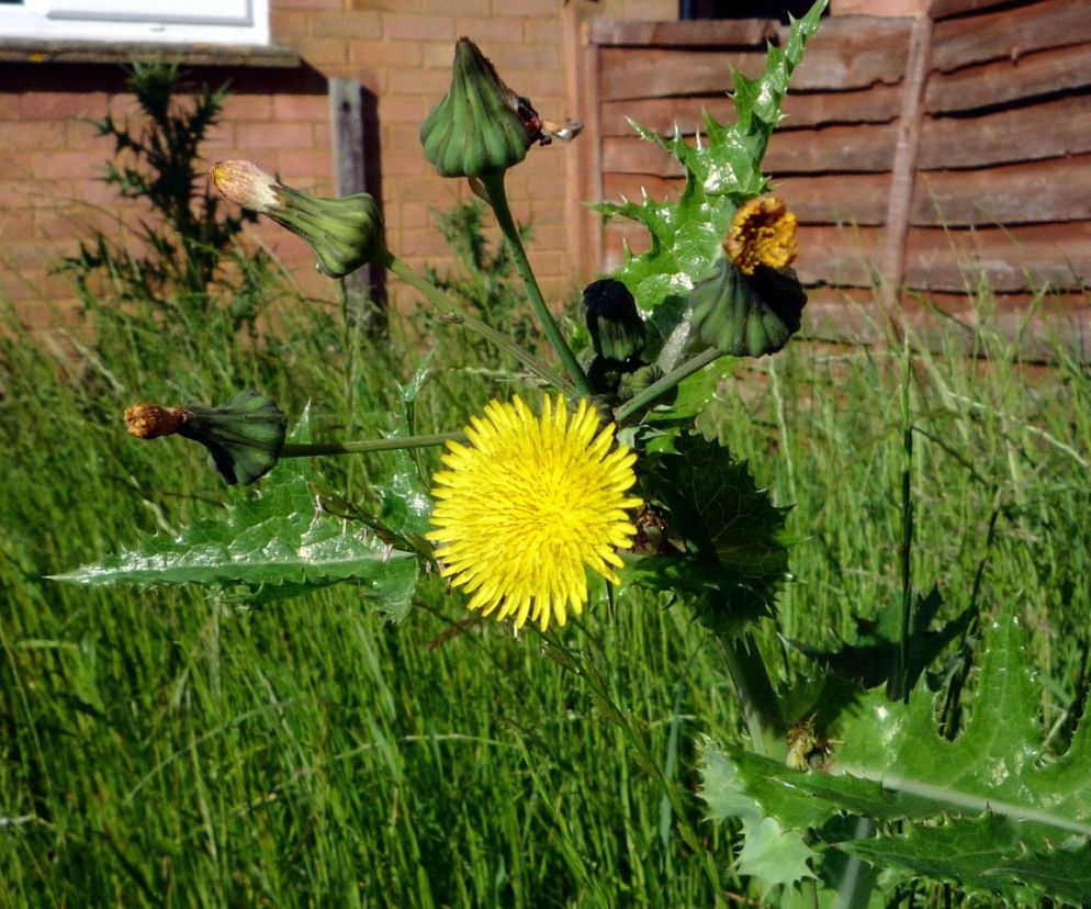 Jak pozbyć się mleczy z trawnika? Ten domowy oprysk sprawi, że znikną z twojego ogrodu