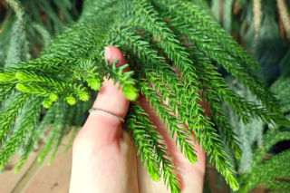 Dlaczego wierzchołek araukarii zrobił się wiotki? Wyjaśnia ekspert