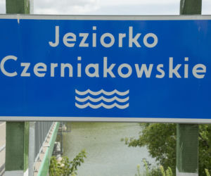 Sinice w Jeziorku Czerniakowskim